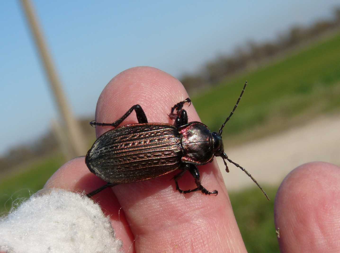 Carabus morbillosus constantinus